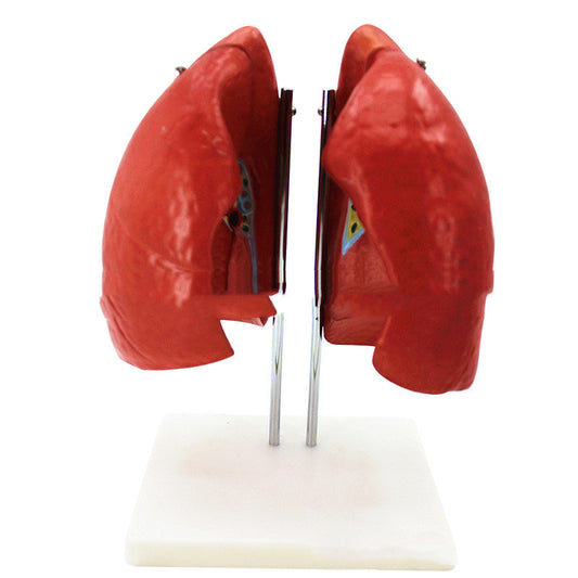 Modelo Anatómico de Pulmones con Segmentos del Sistema Respiratorio