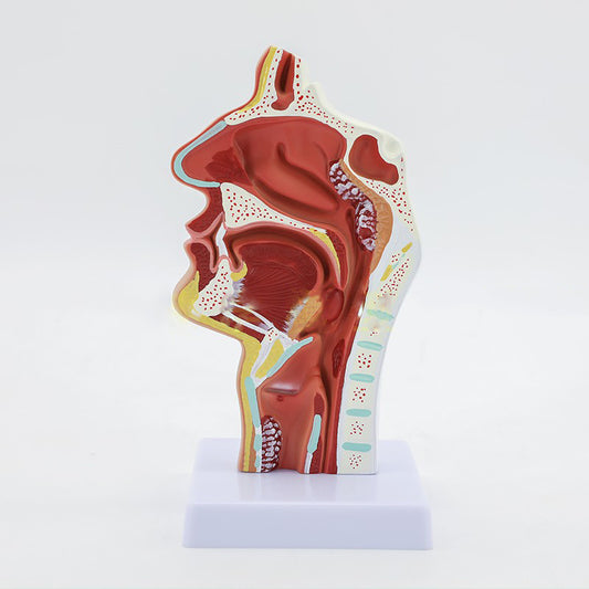 Modelo Anatómico de Cavidad Nasal Humana