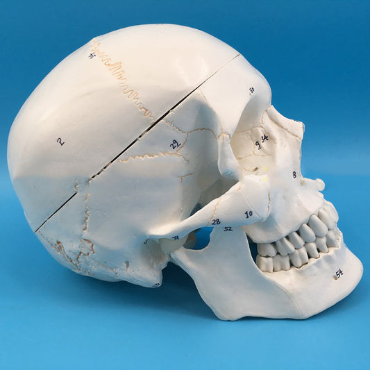 Modelo Anatómico de Cráneo Humano a Escala Real 1:1