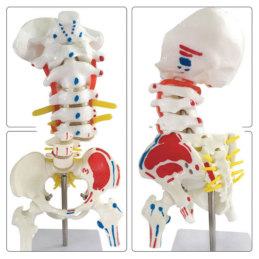 Modelo Anatómico de Columna Cervical y Lumbar a Color