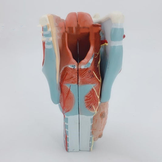 Modelo Anatómico de Garganta y Tiroides