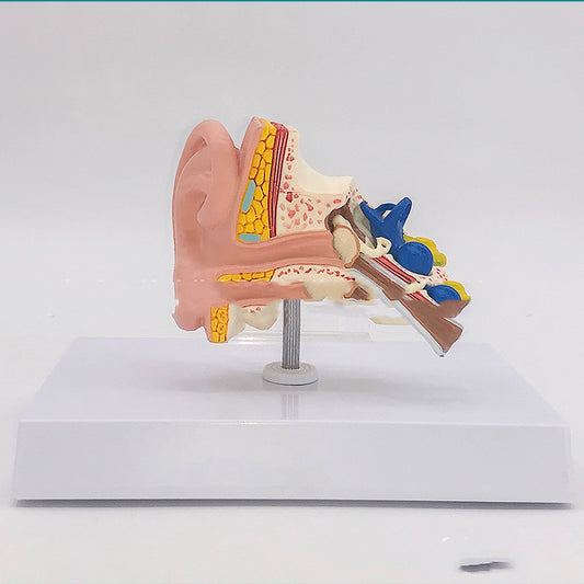 Modelo Anatómico de Oído Humano