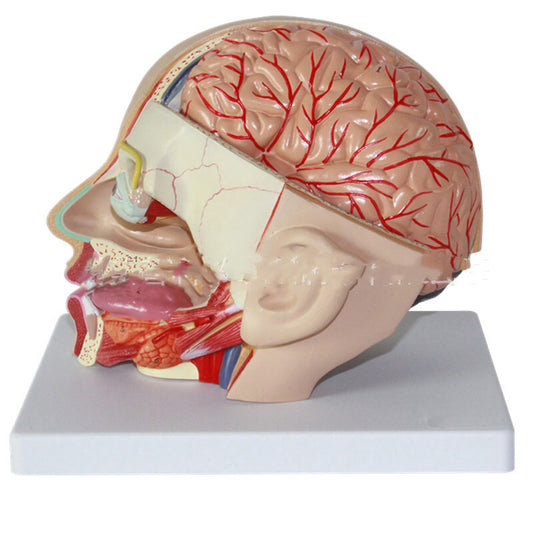 Modelo Anatómico de Cabeza Humana con Cerebro