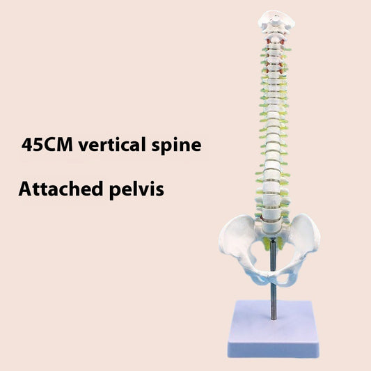 Modelo de Columna Vertebral 45 cm para Enseñanza y Simulación Ósea