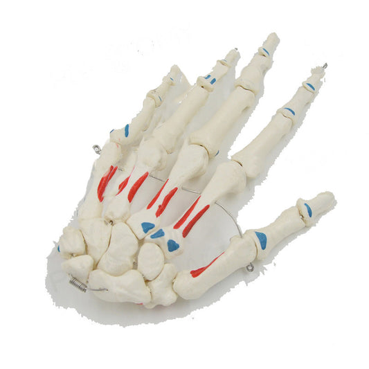 Modelo Anatómico de Mano Humana con Articulaciones y Huesos