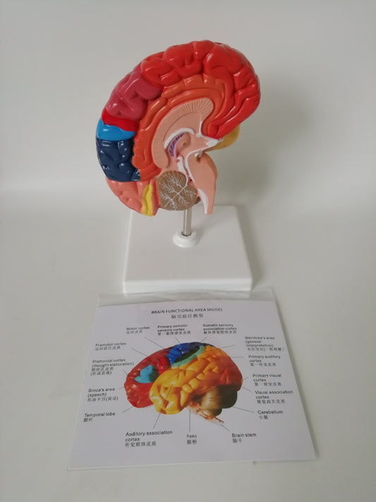 Modelo Anatómico del Hemisferio Izquierdo del Cerebro con Áreas Funcionales a Color